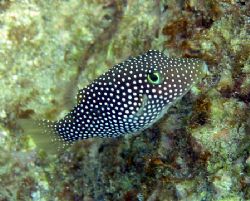 Shot near Cabo San Lucas in Sea of Cortez. by Eric Roderick 